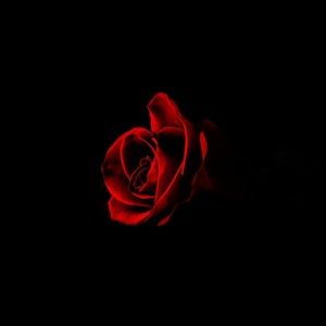 Meet your Posher, Bailey